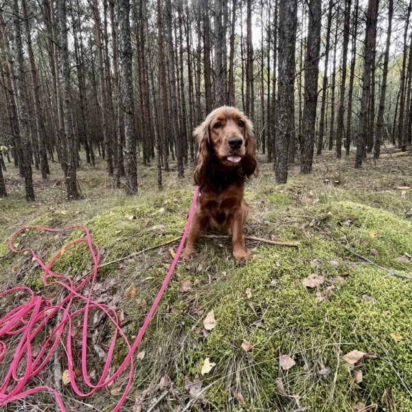 pies-1 spaniel na treningu