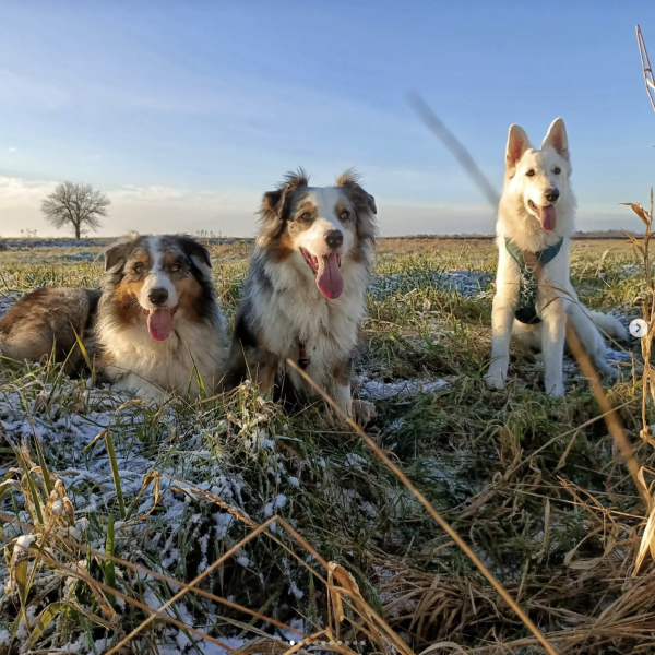 pies-2 trzy psy na polach