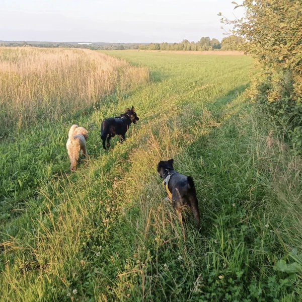 pies-6 psy na spacerze