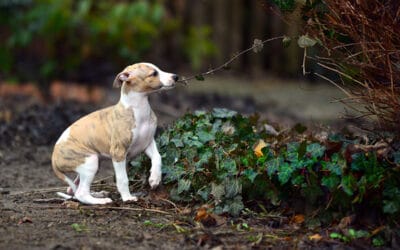 Jak zacząć edukację psa i na co zwrócić uwagę wybierając dla psa zajęcia?