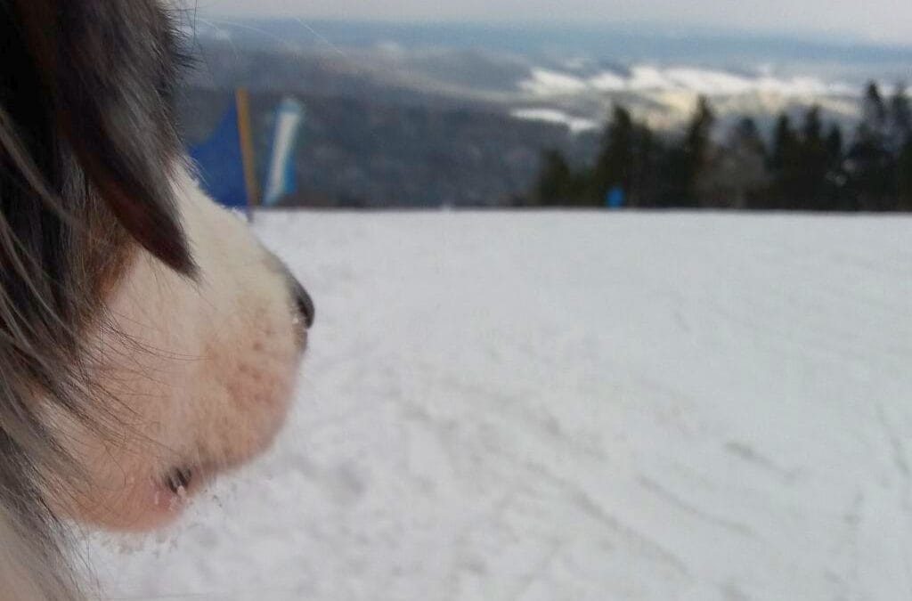 Pies na&nbsp;nartach