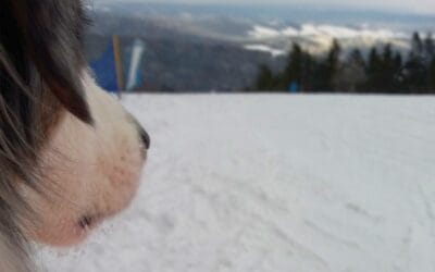 Pies na&nbsp;nartach