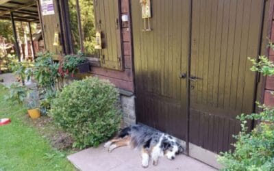 Pies na&nbsp;podwórku