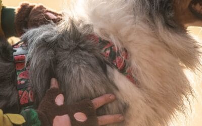 Szelki czy&nbsp;obroża?