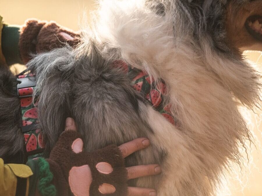 Szelki czy&nbsp;obroża?