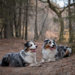 ZOSTAŃ w domu i na spacerze