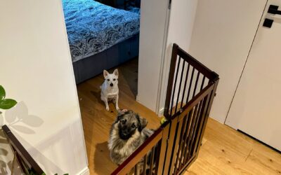 Pies Śledzik – czyli mój&nbsp;pies ciagle za&nbsp;mną chodzi