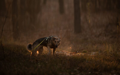 Pies naszym zwierciadłem – lęk, strach, pewność siebie – Twoje&nbsp;czy&nbsp;psa ?
