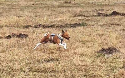 Wolność dla Basenji