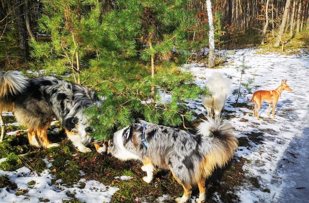 Dorosłe psy – budowanie relacji