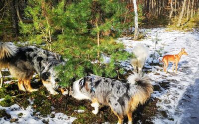 Dorosłe psy – budowanie relacji